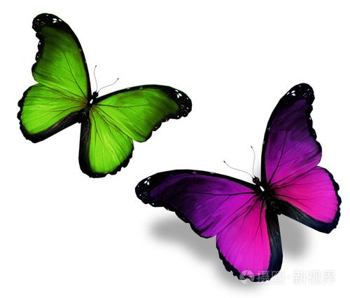 在白色背景上的两只蝴蝶