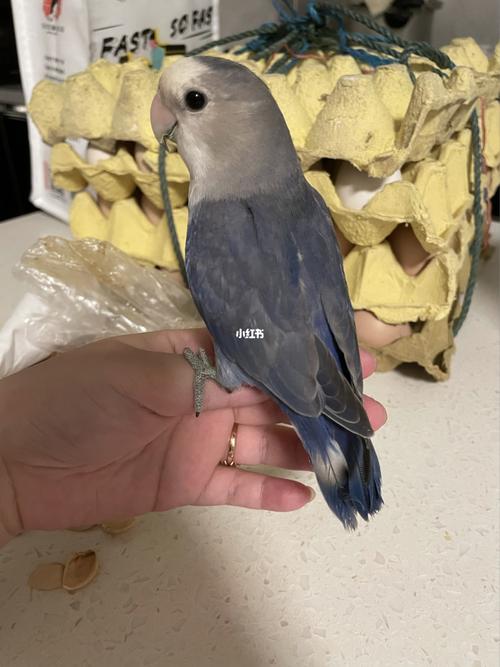 紫罗兰牡丹鹦鹉_鹦鹉_牡丹_宠物_宠物其他