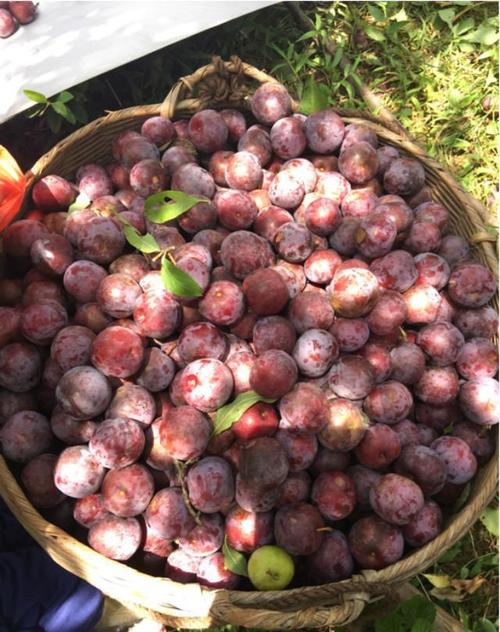 丘陵地貌   和中亚热带季风气候   决定了这里的猪血李口感清爽香甜