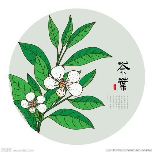 手绘茶叶图片