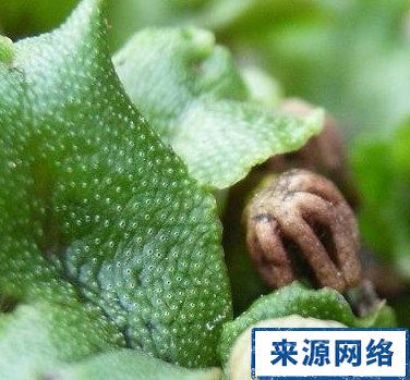 地钱的功效与作用