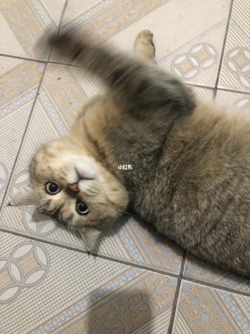 串串猫