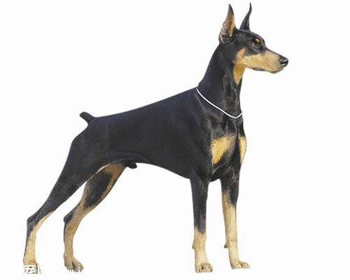 狗狗尾巴掉毛是什么原因导致的,为什么有些狗狗没尾巴