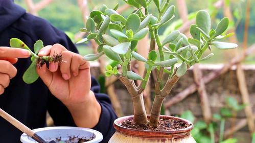 玉树这个季节扦插容易成活,以后不用花钱买了