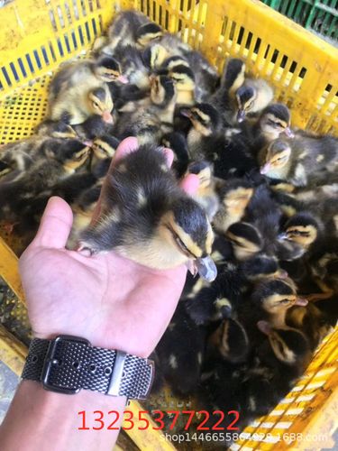 番鸭苗批发 黑番鸭苗价格 番鸭苗全国包运输