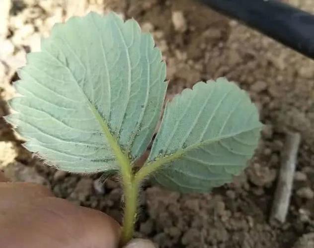 大棚草莓常见"五病二虫"的防治,学会草莓产量翻一番