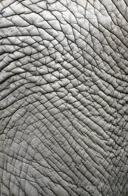 大象的皮肤
