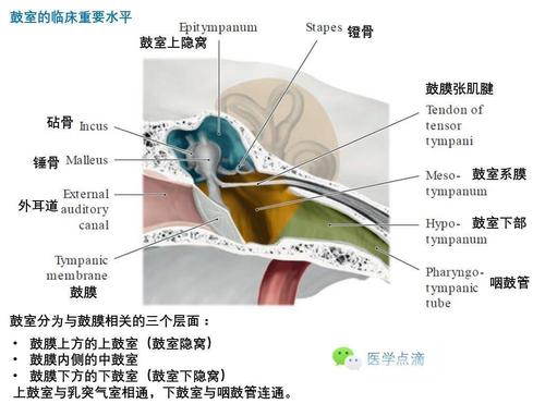 临床上重要的解剖关系鼓室壁中耳:鼓室,咽鼓管鼓膜外耳道的弯曲外耳道