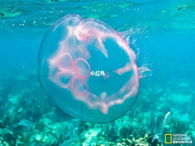 d36~每天带你认识1种海洋生物:海月水母_水母_鲸探海洋科普研学基地