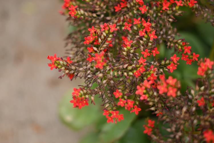 凤尾长寿花.红色(首发)