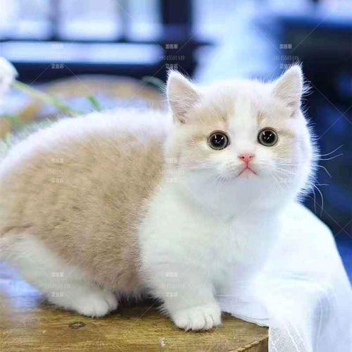 热销橘猫 纯种_天津曼基康矮脚猫幼崽活物纯种包健康橘白包子脸小短腿