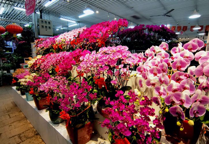 吕春建的美篇玉泉营花卉市场