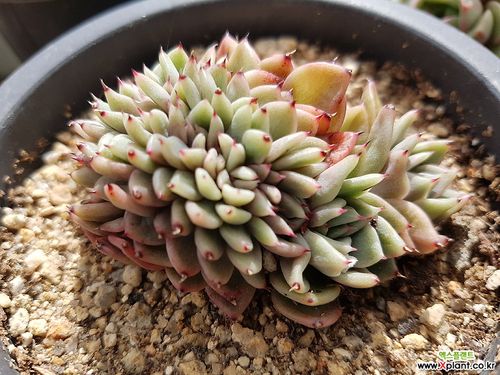 拉霍亚缀化 多肉植物
