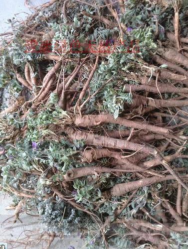 野生新鲜正宗萝卜地丁紫花地丁苦地丁老鼠布袋 米口袋全草中药材_7折