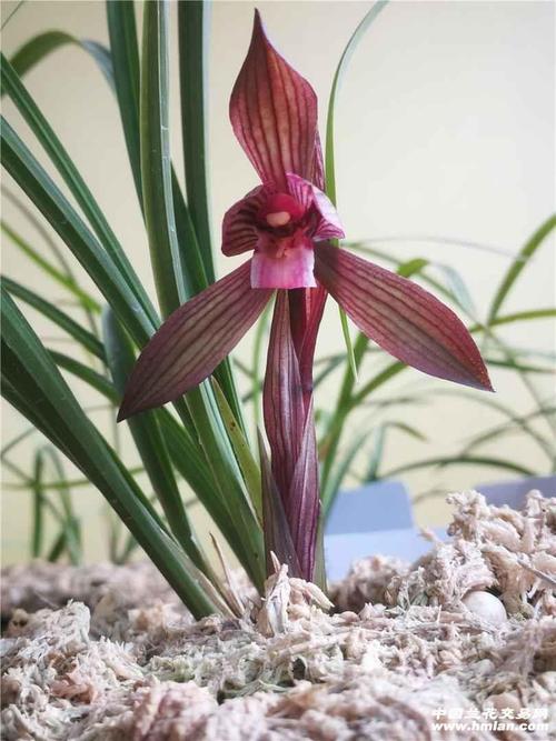 刘三红,仙山红,紫凝,赤鳞-春兰篇-中国兰花交易网社区