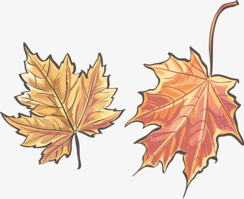 卡通手绘枫叶