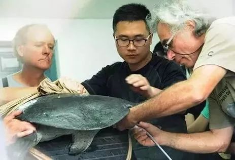 苏州百岁斑鳖痛失90岁"爱妻"!全球仅剩3只