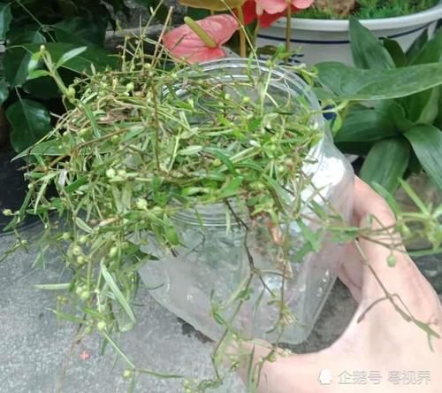 潮汕到处卖"青草",外地人诧异潮汕人为啥这么爱"吃草"