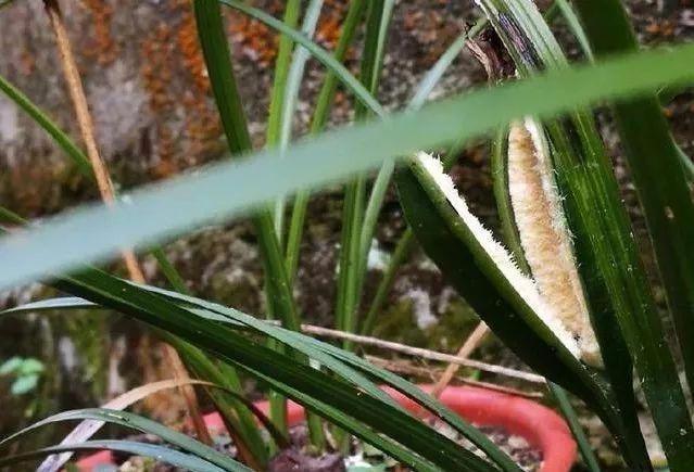 野生兰花种子,一般人没见过!千万粒聚集一起长出兰花苗,长这样