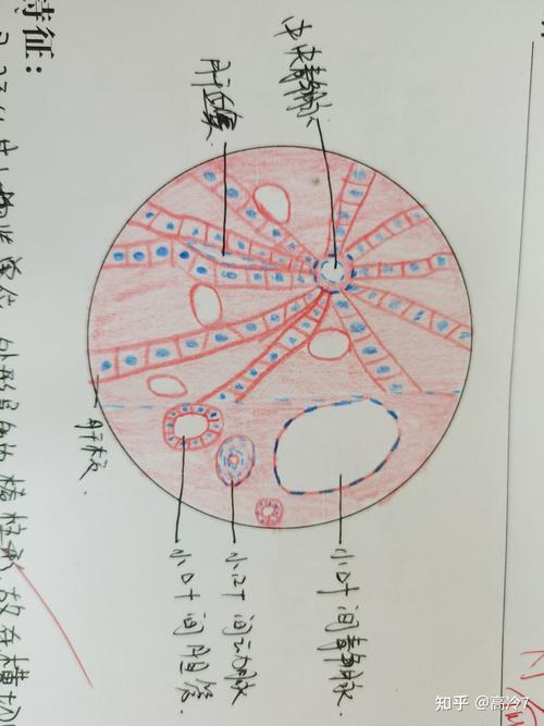 组织与胚胎学红蓝铅笔图作为一个新生医学生做个记录吧