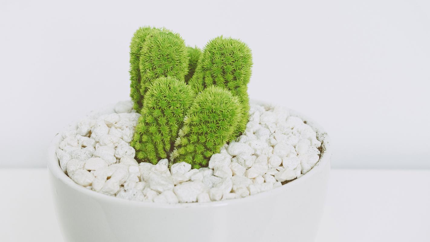 清新的仙人掌盆栽图片高清宽屏壁纸