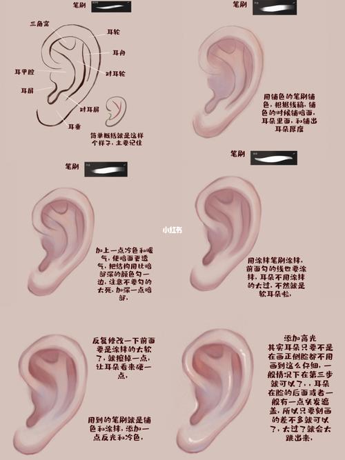 procreate-画耳朵教程,简单容易上手!_教程_procreate
