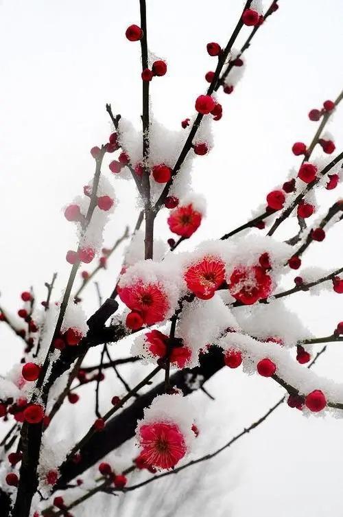 收藏雪中梅图片