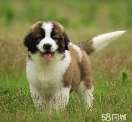 圣伯纳犬待售 大骨板毛量多 可视频挑狗 狗到付款哦