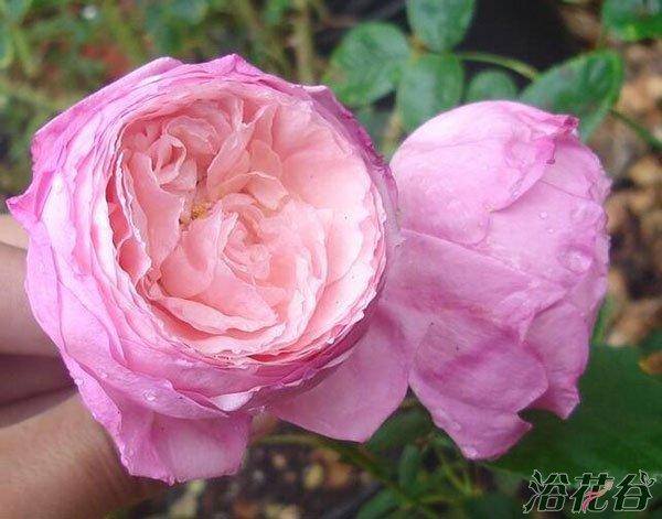 女人遗产(lady heirloom)_月季花图片_浴花谷花卉网