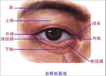 我是学生物的. 追问: 那个叫泪什么. 追问: 泪阜 fu 评论0 5