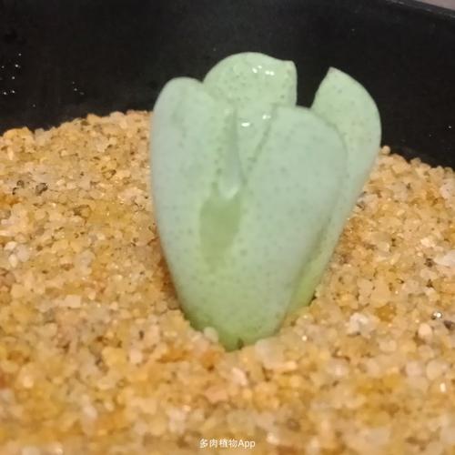 荧光玉