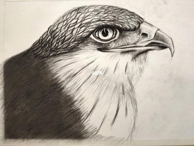 素描|鹰_素描_文化_绘画