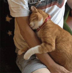 李荣浩:我的猫真的太太太太太粘人了!