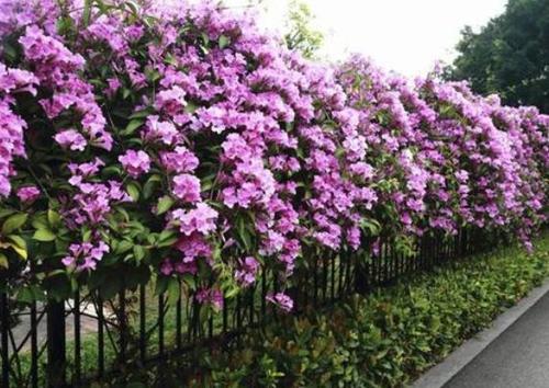 有个小院子,养5种爬藤花,篱笆院墙都爬满,开出一面"花瀑布"