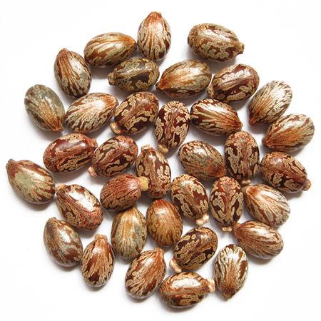 冰麻子植物图片