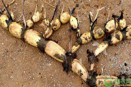 莲藕常见病害的症状及防治方法