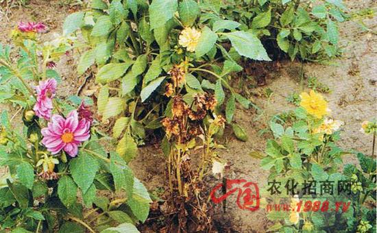 菊花枯萎病的主要症状