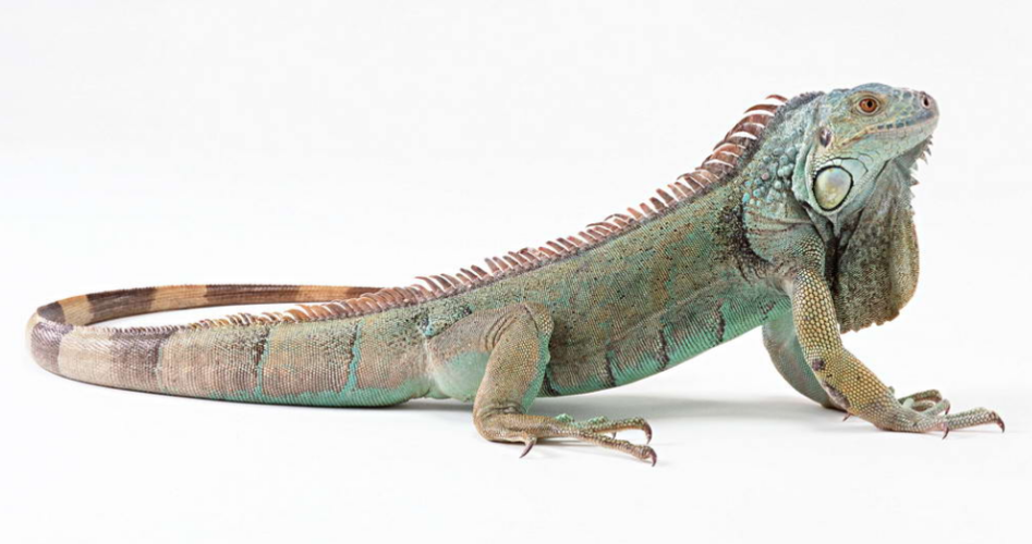 蜥蜴蜕皮期间应该怎么饲养?