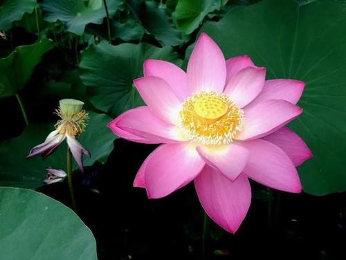 荷花和莲花是一回事吗?