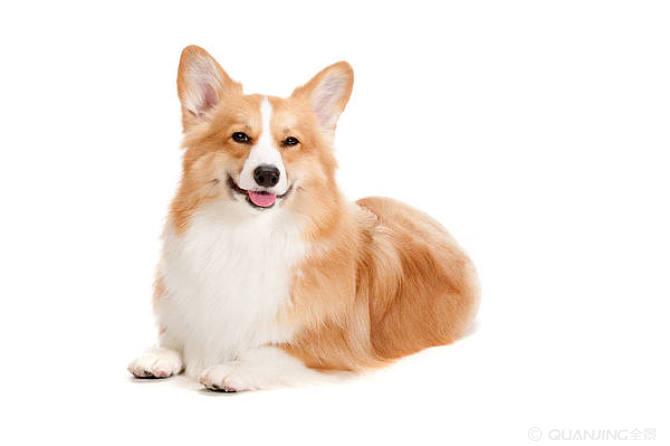 柯基犬