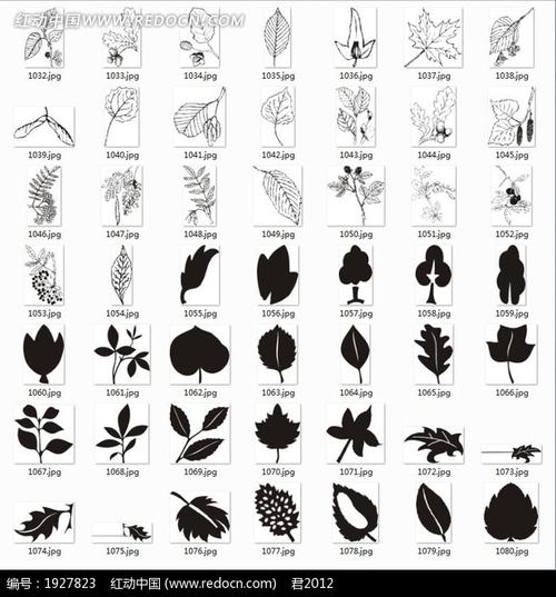 植物合辑—线描花朵和黑色叶子