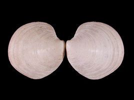 收藏 查看&nbsp; 日本镜蛤dosinia(phacosoma)japonica (reeve) 贝壳
