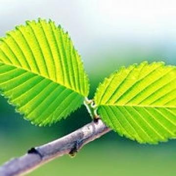 秋天的银杏叶,远没有春夏的叶子那样生机勃勃,但它是一种饱满的成熟!