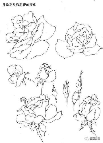 国画教程白描月季