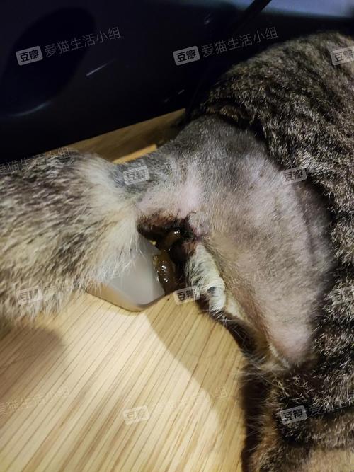 肛门腺破裂猫双侧肛门腺切除术全过程分享