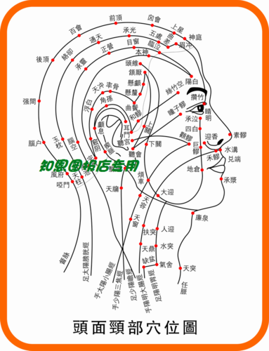 美容按摩穴位图穴位挂图经络图大图 头面颈部穴位图 1