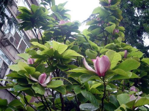 先开花后长叶的玉兰花