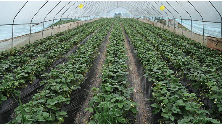 基地直供大量香格里拉草莓脱毒种苗及生产苗 特价批发
