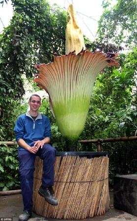 8米高"腐尸花"盛开散发恶臭