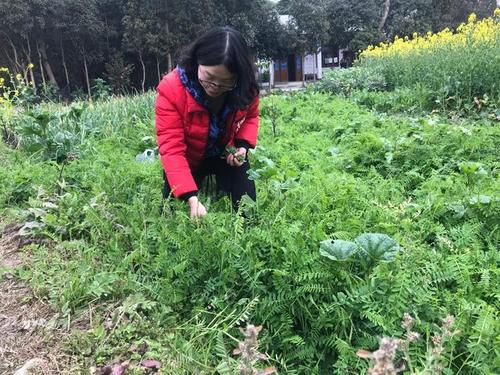 家里掏苕菜,绿油油一片,春天的气息